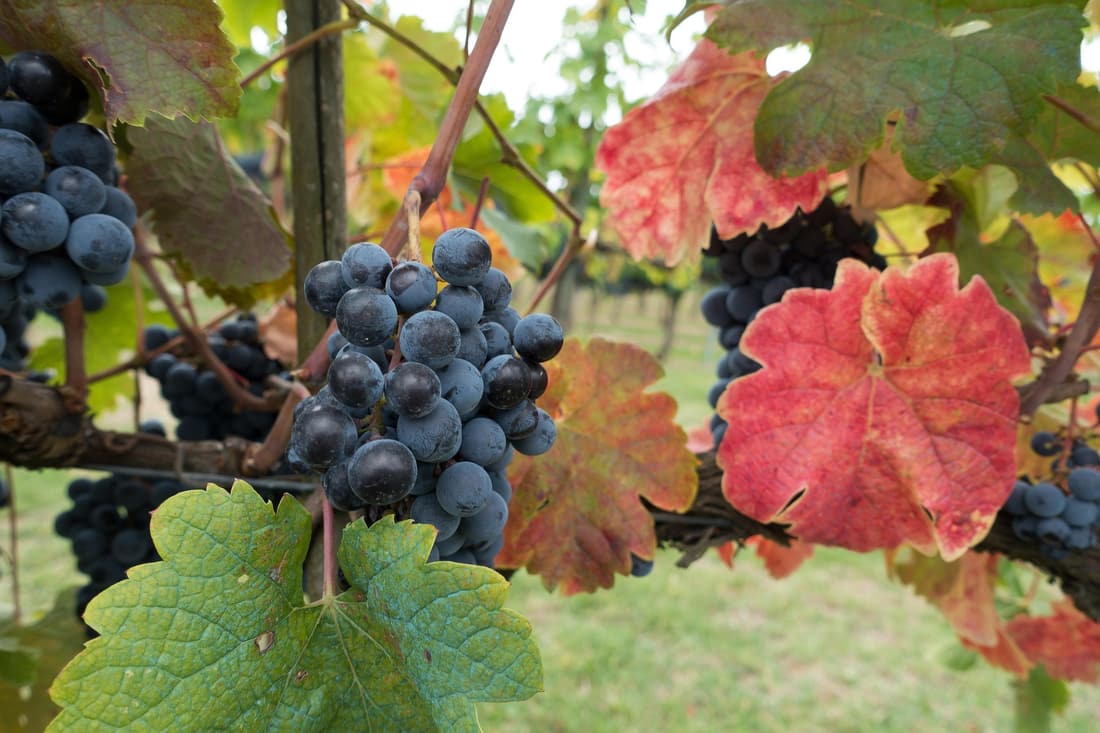 Experiencias de puro vino en el Chianti